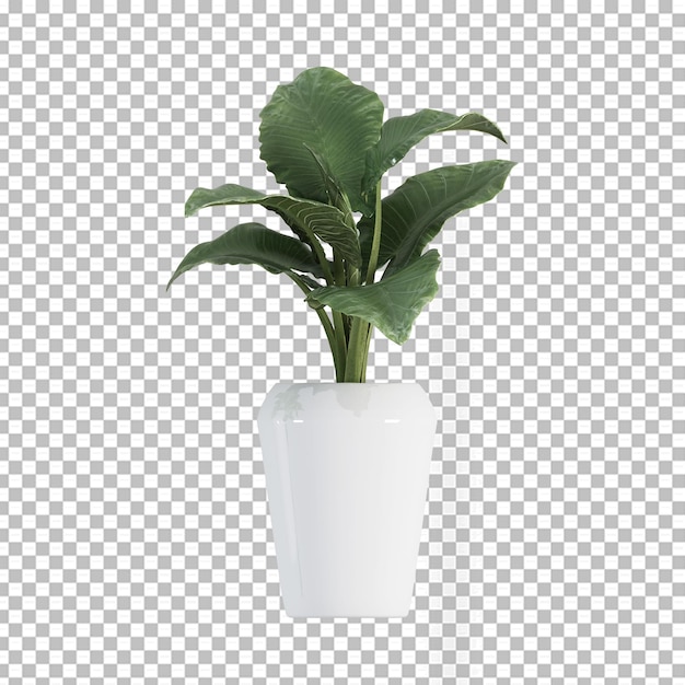 Plant in pot in 3d rendering isolated