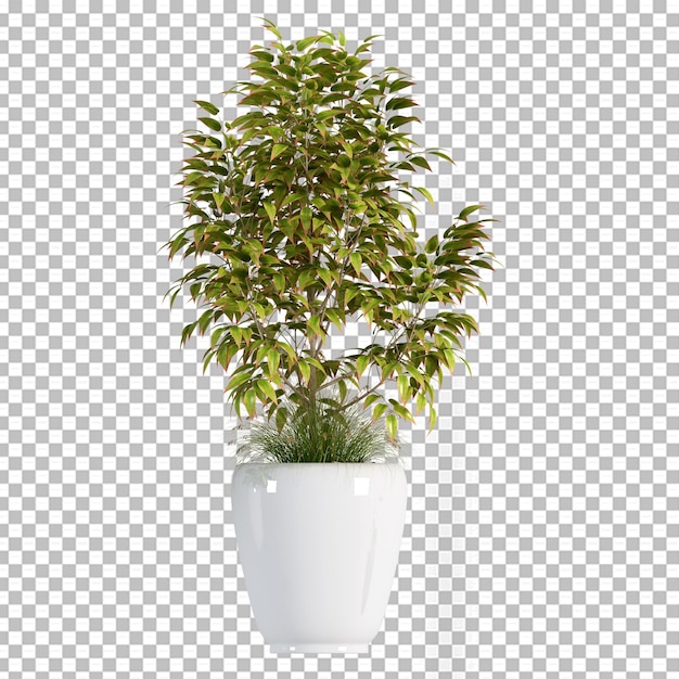 Plant in pot in 3d rendering isolated