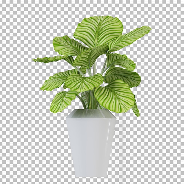 PSD plant in pot in 3d rendering isolated