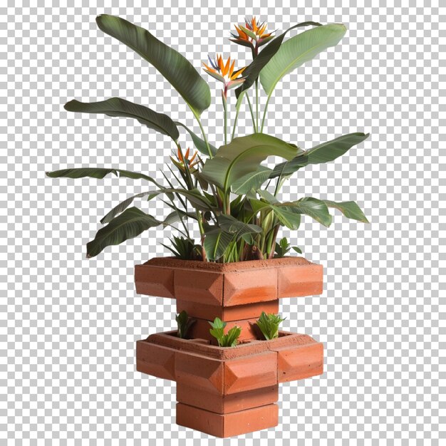 PSD plant pot flower monstera deliciosa cactus boston fern nephrolepis exultate isolated background