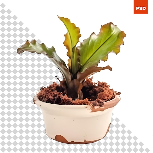 PSD plant in a pot isolated on white background clipping path