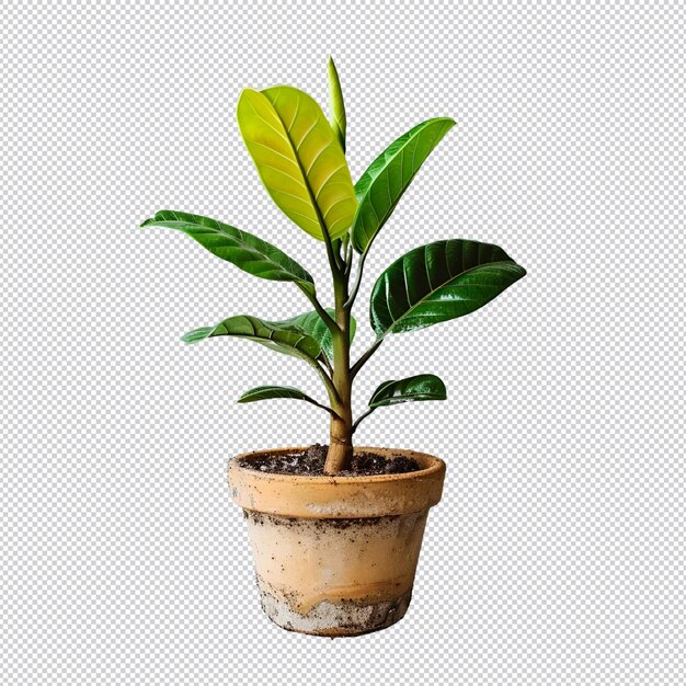 A plant in a pot that has a green leaf