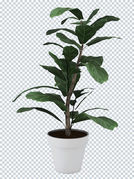 A plant in a pot with a white pot and green leaf plant