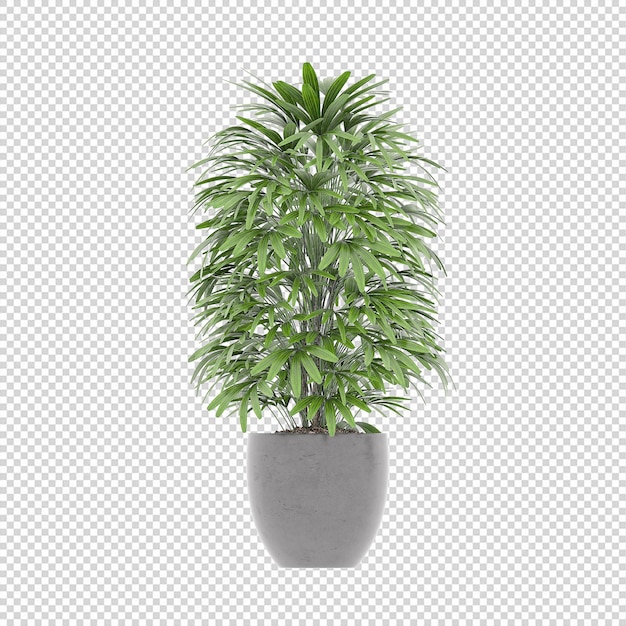 Plant psd, plant png, download plant transparent background