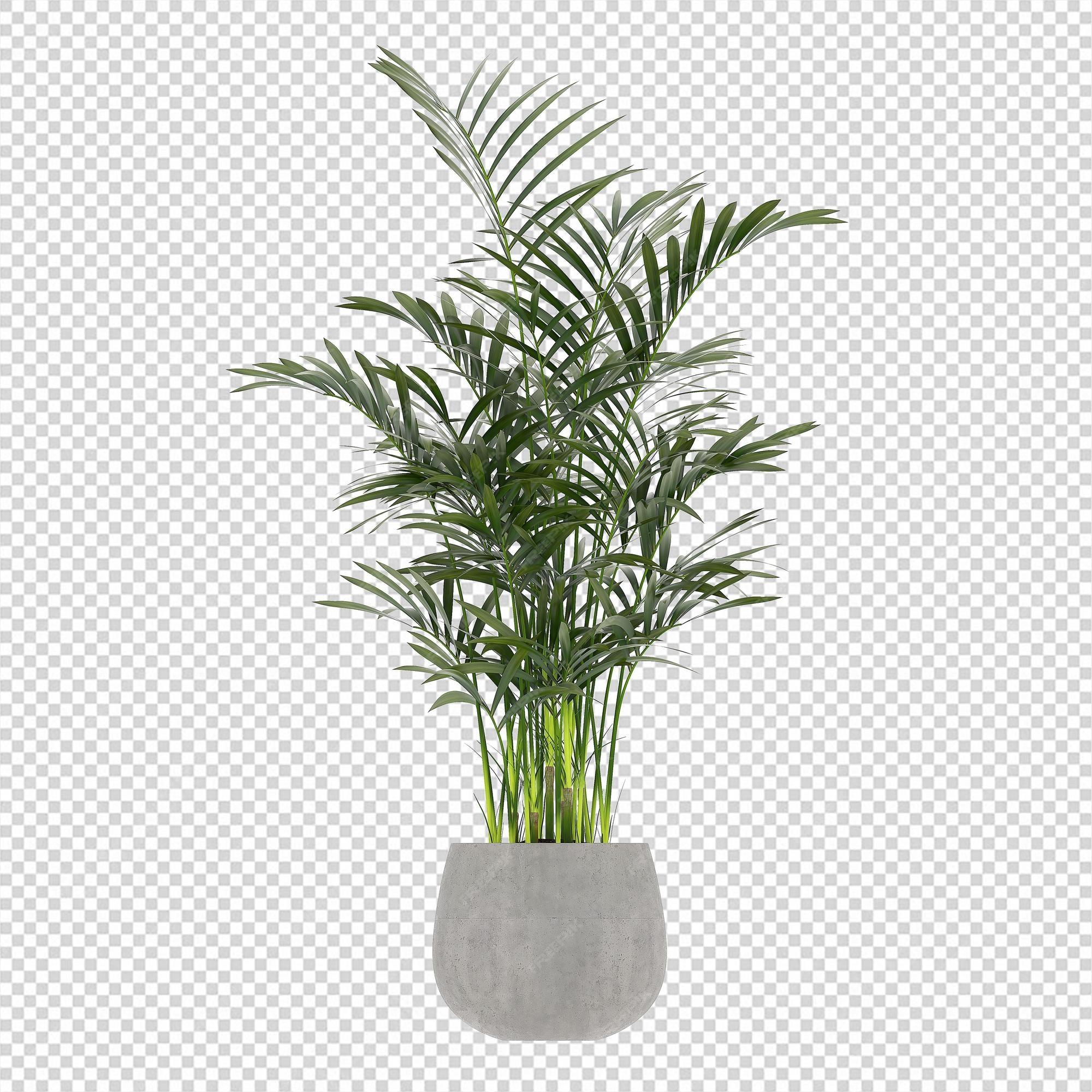 Premium PSD | Plant psd, plant png, download plant transparent background