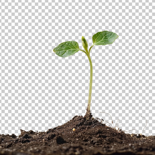 プラント PSD PNG