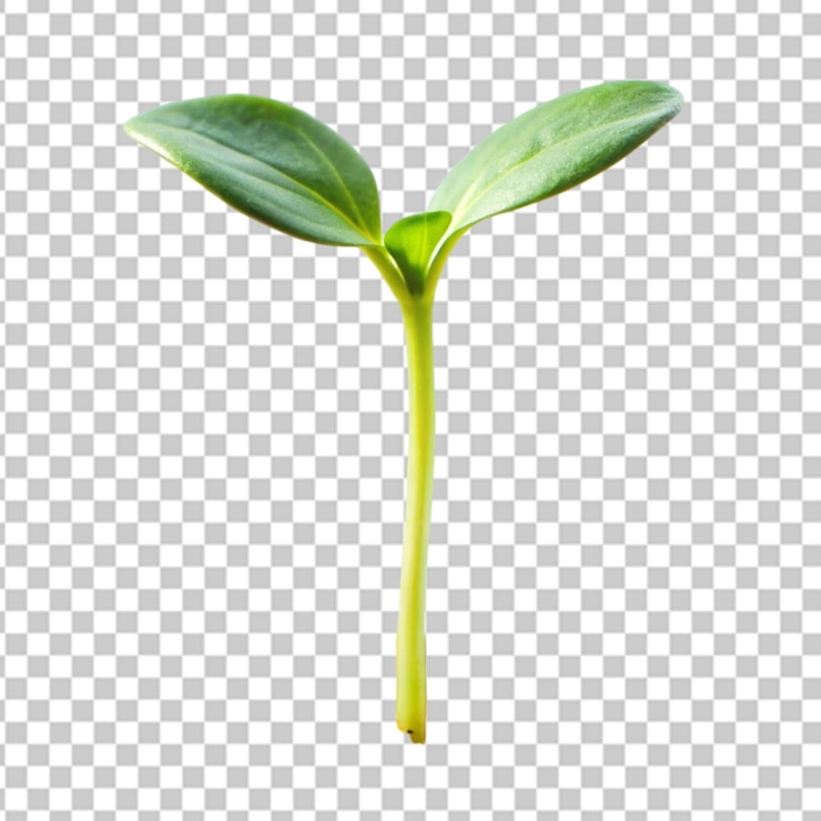 PSD plant sprout