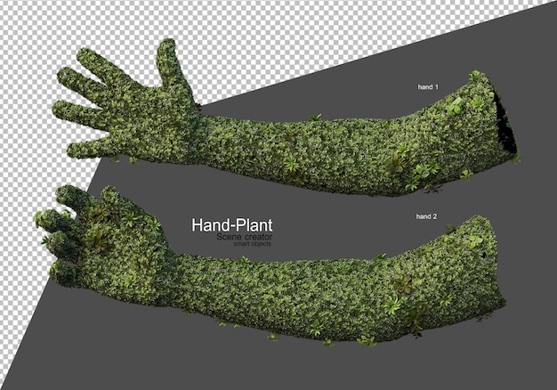 A plant that grows on the hand