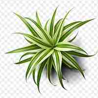 PSD a plant that is green and has a white background