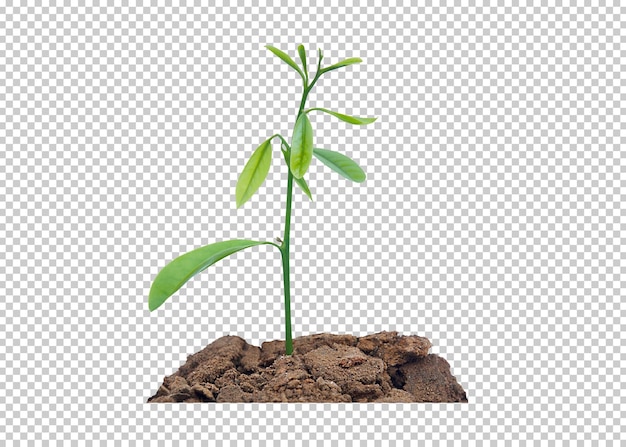 plant tree growing isolated transparency background