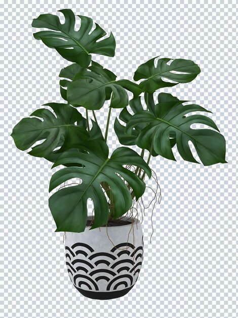 A plant with a black and white pattern is in a vase