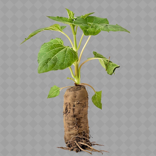 A plant with a face on it and a background of a gray background