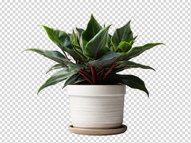 PSD plant with flower png