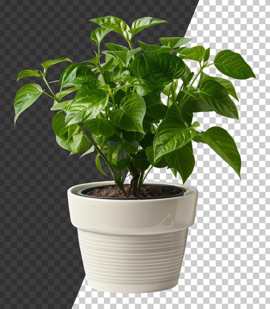 PSD plant with glossy leaves in a cream textured pot on transparent background stock png