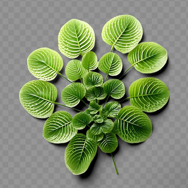 A plant with green leaves and a black background