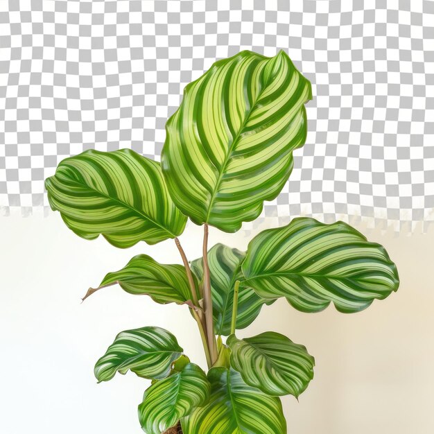 PSD a plant with green leaves on it and a white background