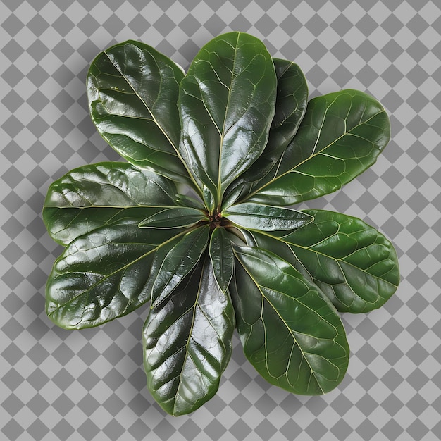 PSD una pianta con foglie verdi che è su uno sfondo a scacchi