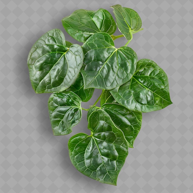 A plant with green leaves on a transparent background