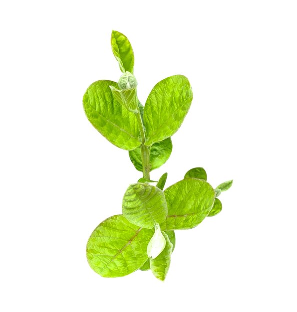 a plant with green leaves on a white background Green guava leaves on white background green leaf