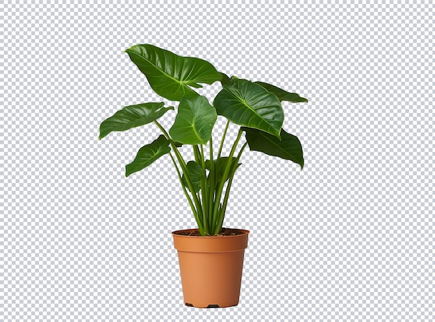 緑のポットを持つ植物