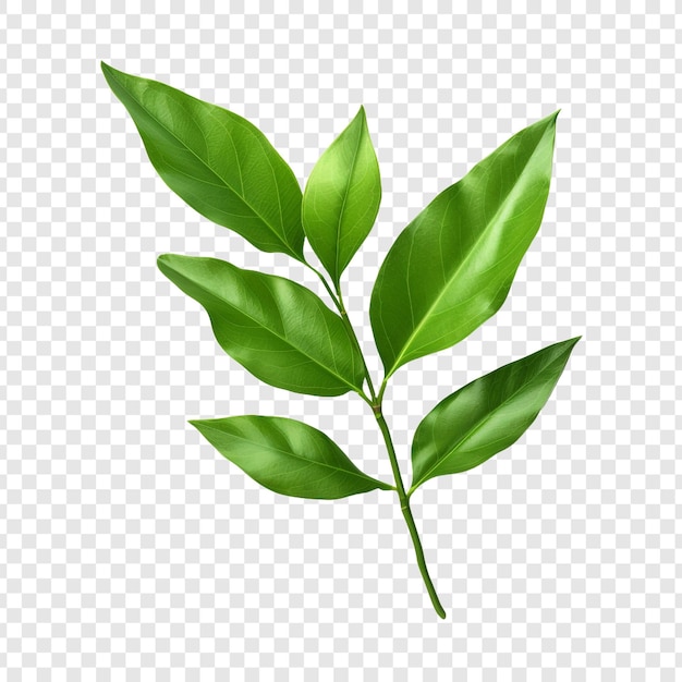 PSD a plant with a leaf isolated on transparent background