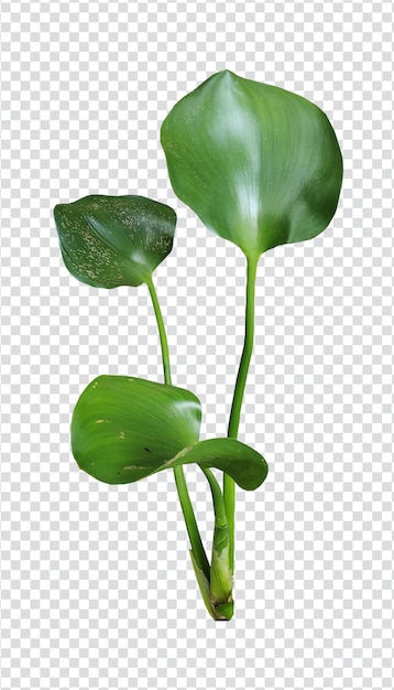 A plant with leaves and a leaf on it