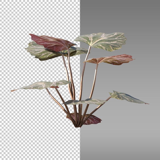 a plant with leaves that are cut out of it