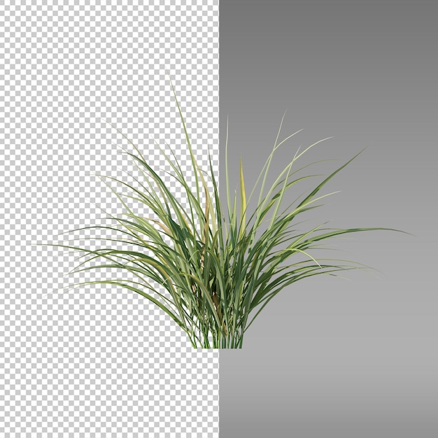 A plant with long blades is shown on a transparent background