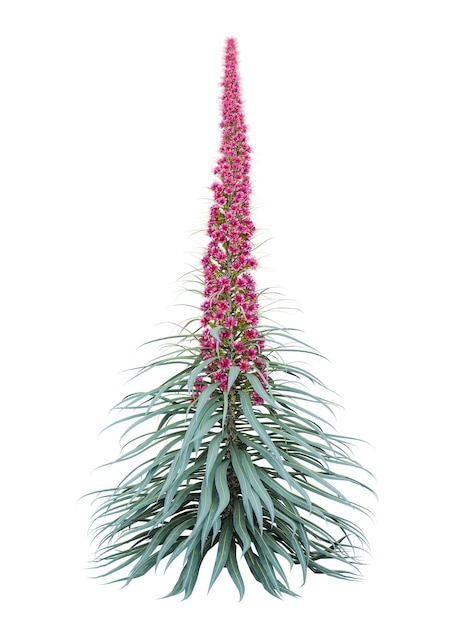 ピンクの花をかせている植物