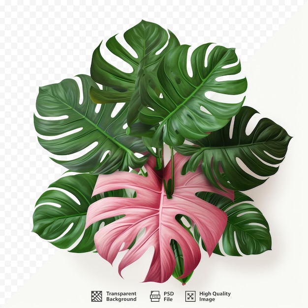 A plant with pink leaves and a pink flower.