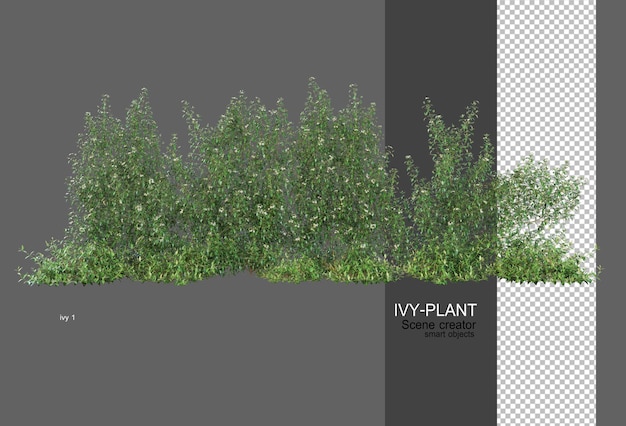 plant