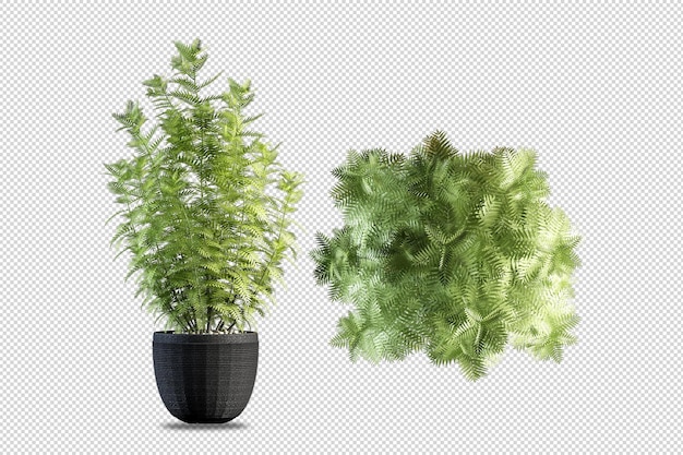 Planten in potten in 3D weergegeven