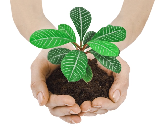 Planten