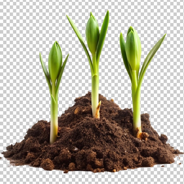 plants emerging from the soil buds opening close on transparent background