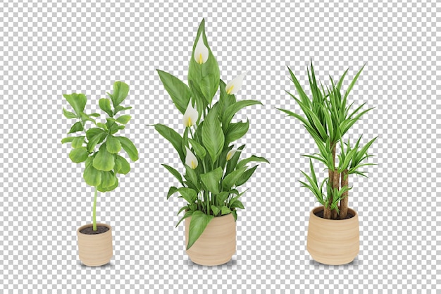 PSD plants in pots in 3d rendered isolated