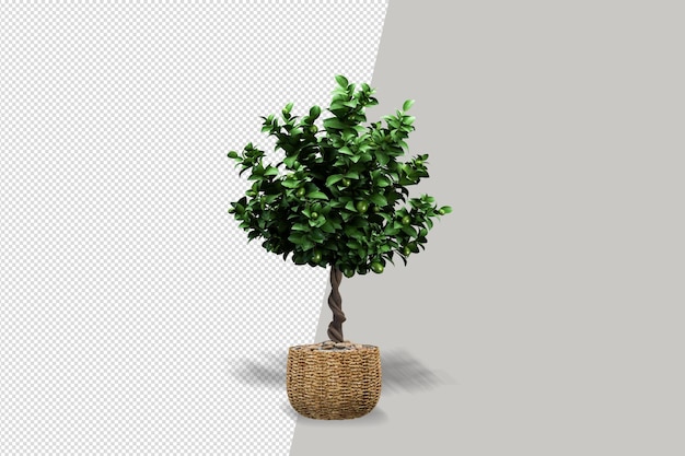 Plants in pots in 3d rendered isolated