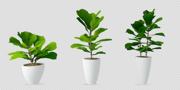 Plants in pots in 3d rendering