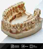 PSD plaster prosthesis on a model of a human mouth png psd