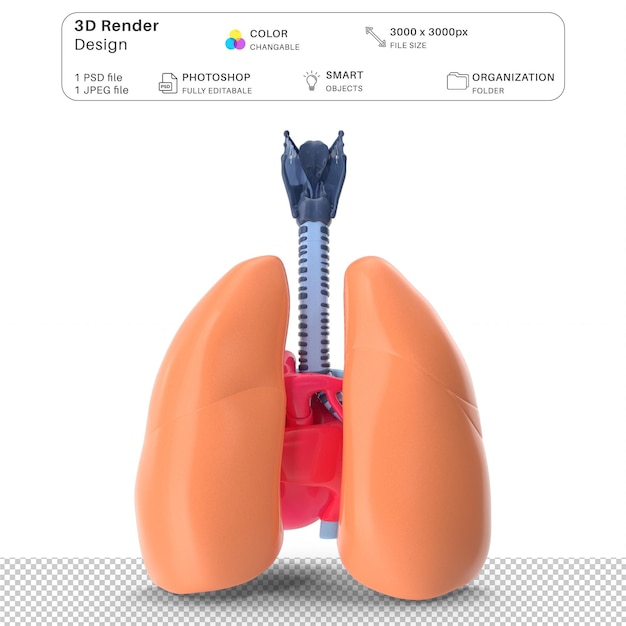 PSD プラスチック 肺 呼吸道 心臓 3d モデリング psd ファイル 現実的な人間の解剖学