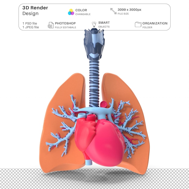 PSD plastic lungs trachea and heart 3d modeling psd file realistyczna ludzka anatomia