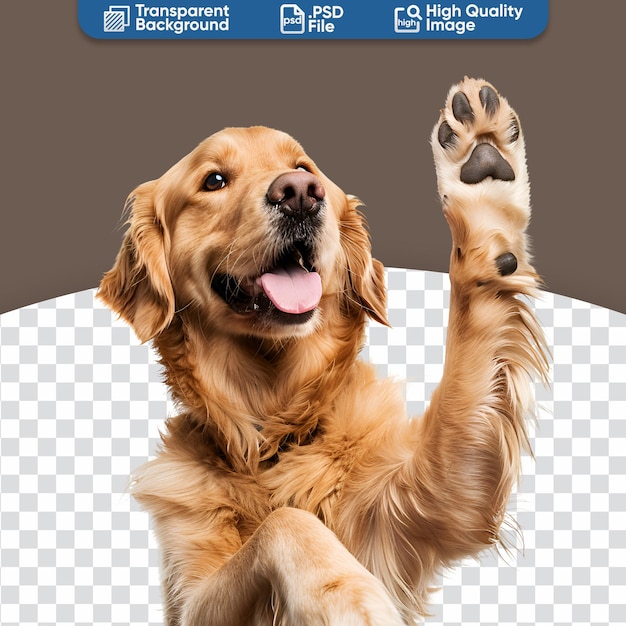 PSD playful high five from a happy and cute golden retriever dog
