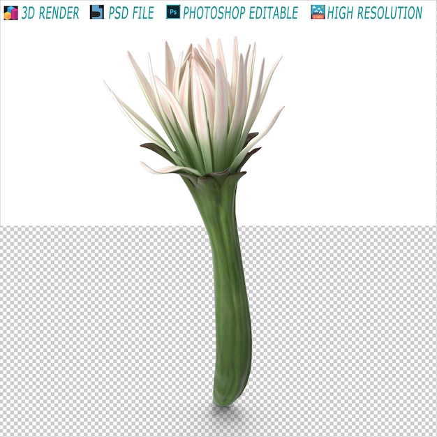 PSD plik psd do modelowania 3d kwiatów kaktusów