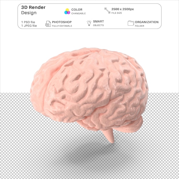 Plik Psd Modelowania Ludzkiego Mózgu W 3d