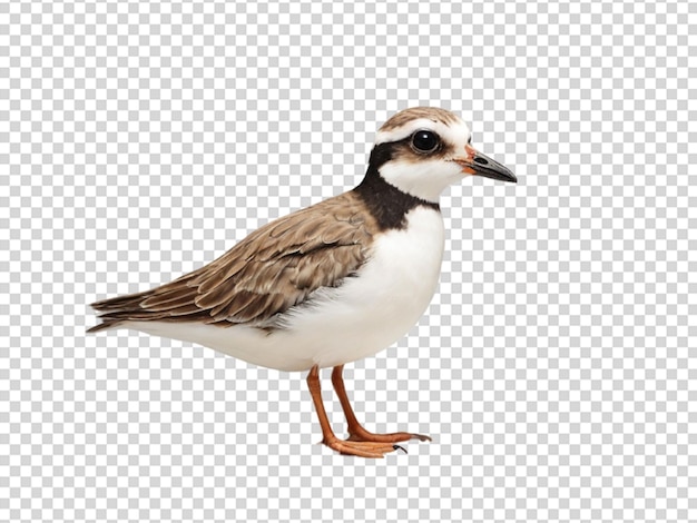 PSD plover on transparent background