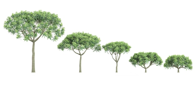 plum pine trees collection of isolated on transparent background
