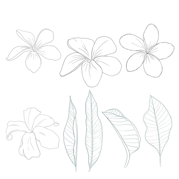 プルーメリアの花のイラストパック