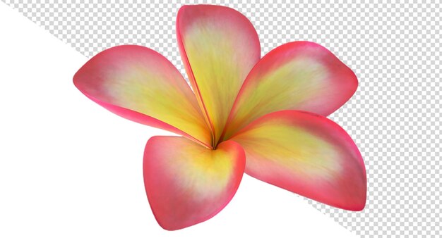 PSD plumeria flower png