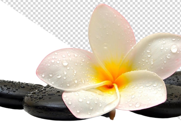 PSD plumeria flower png