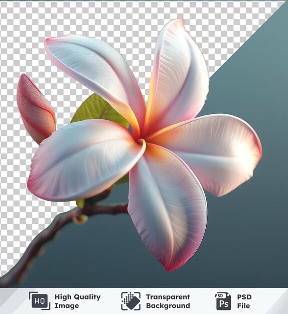 PSD plumeria flower with pink and white petals green leaf on blue background