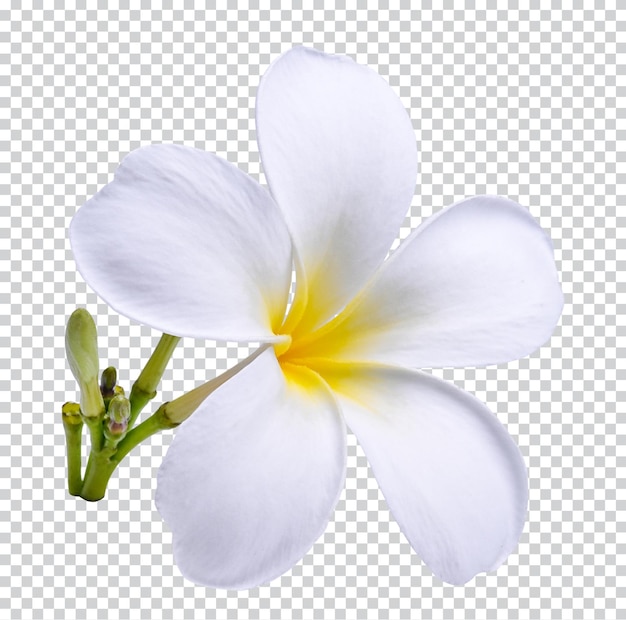 プルメリア プルメリアの花ハワイの花 isol白い背景で隔離プルメリア プルメリアの花ハワイの花 Premium psdxDxD